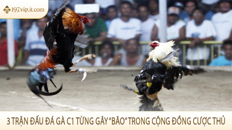 3 trận đấu đá gà C1 từng gây “bão” trong cộng đồng cược thủ