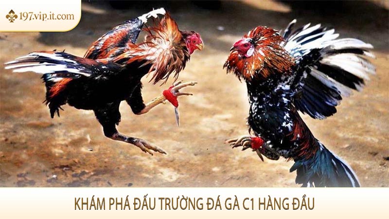 Khám phá đấu trường đá gà C1 hàng đầu